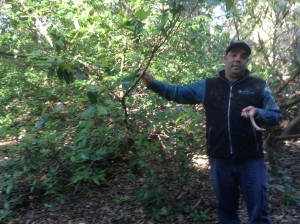 Kane also showed us a plant ( a type of Tea Tree) that had leaves that felt exactly like sand paper.