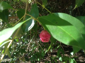 We tasted the fruit of the Lily Pily. What an amazing taste! It made your mouth go really squishy . It was juicy after you chewed  it.