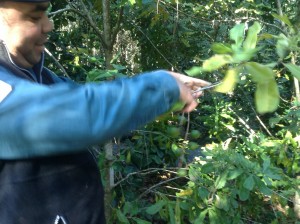 There was a plant that even had an almond type of seed that we ate. it was a really 'hard nut to crack'!