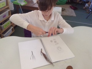 Oliver Jay and Jon have used good observation skills to show the patterns and textures on the leaves, seeds and bark they chose to sketch.
